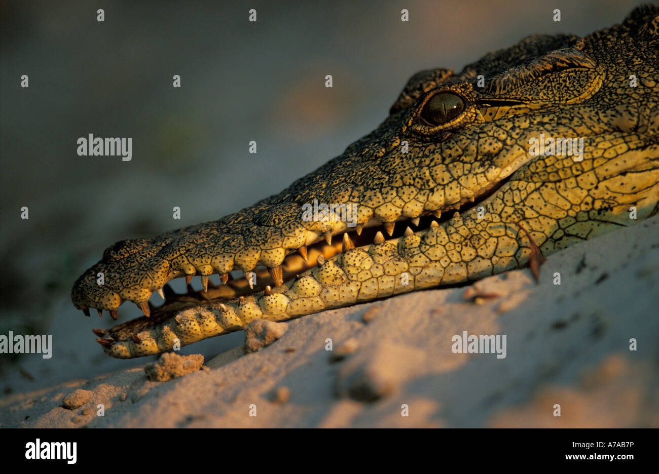 Vue latérale de la tête de crocodile sur un banc de repos Delta de l'Okavango au Botswana Banque D'Images