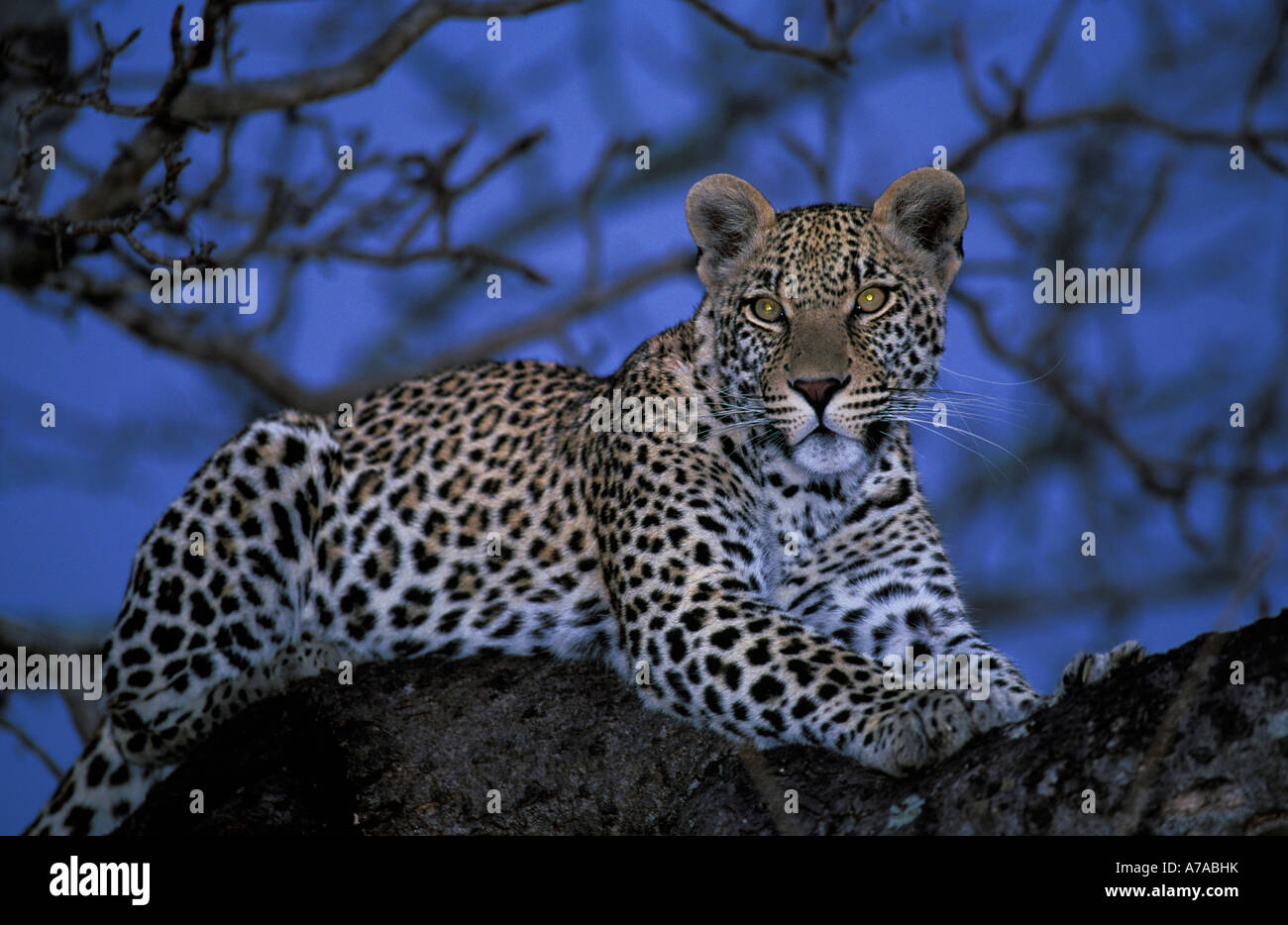 Femelle adulte leopard la branche d'un arbre au crépuscule Londolozi Game Reserve Afrique du Sud Mpumalanga Banque D'Images
