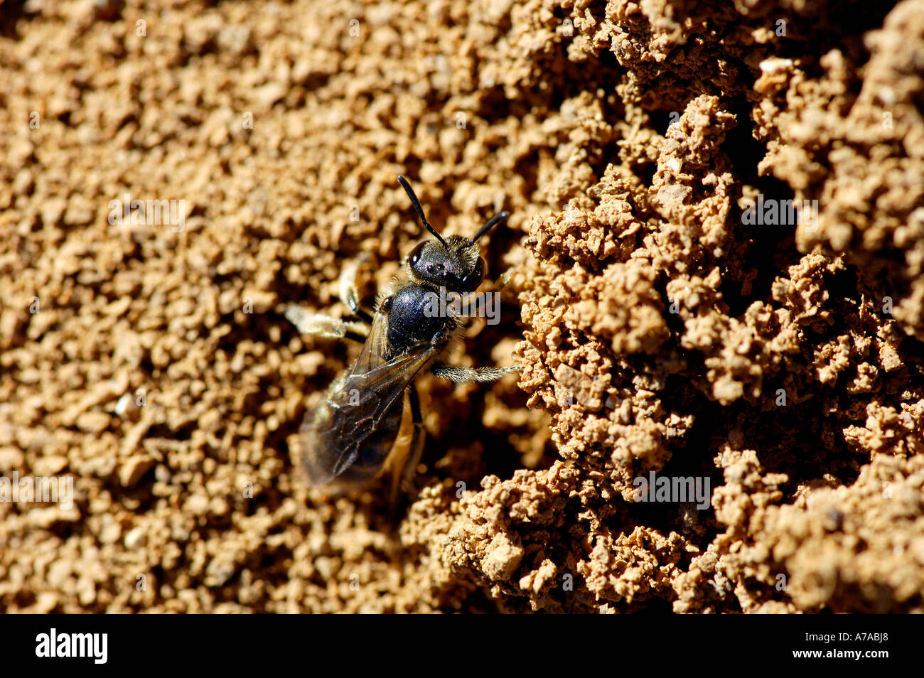 Bee sable Banque D'Images