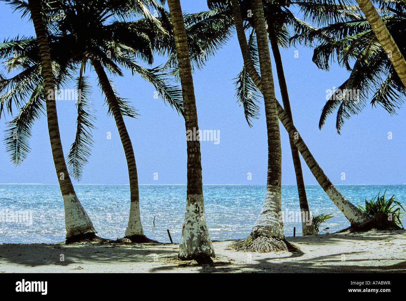 Palmiers dans le vent sur la plage de sable par Ocean Banque D'Images