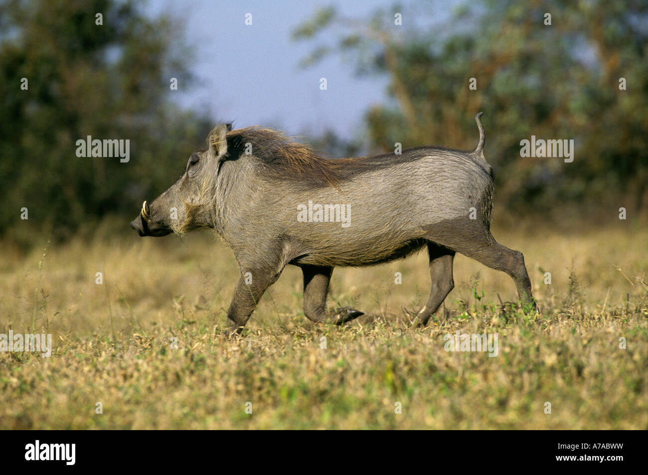 Phacochère courir avec queue de haut Londolozi Sabi Sand Game Reserve Afrique du Sud Mpumalanga Banque D'Images