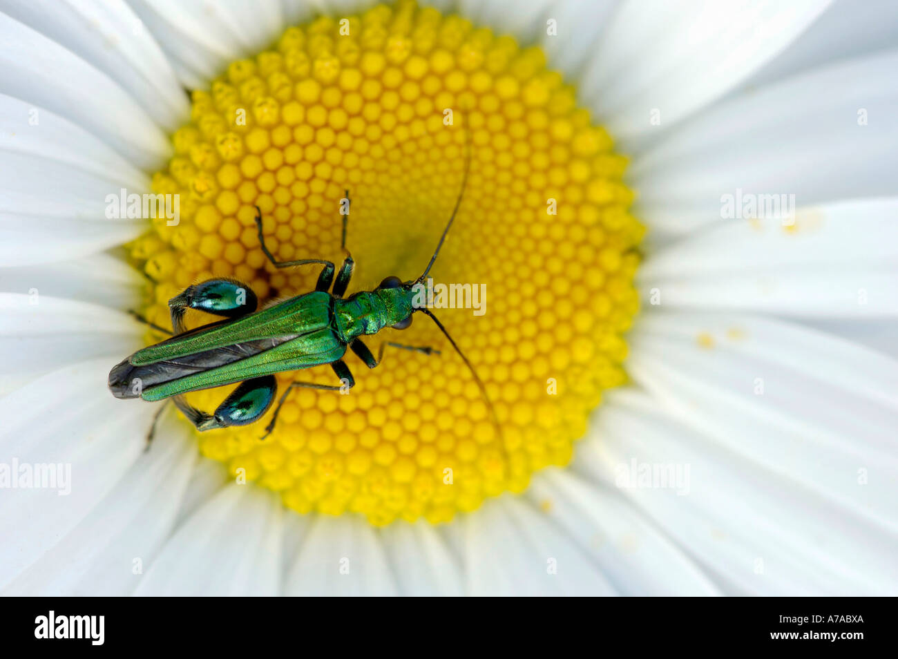 Fleurs à pattes épaisses Beetle Banque D'Images