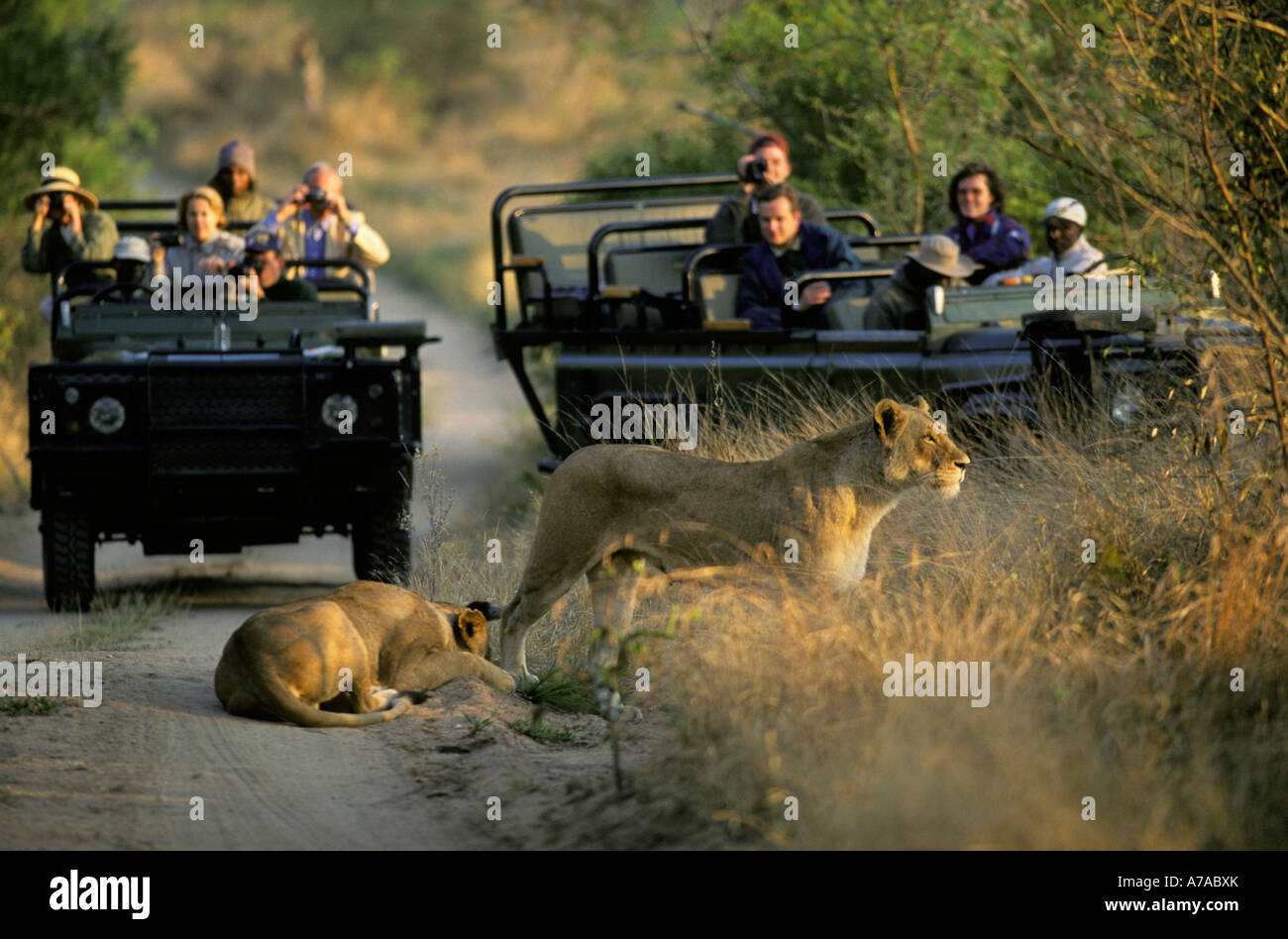 Les touristes dans deux véhicules l'observation visualiser deux lionnes Londolozi Sabi Sand Game Reserve Afrique du Sud Mpumalanga Banque D'Images