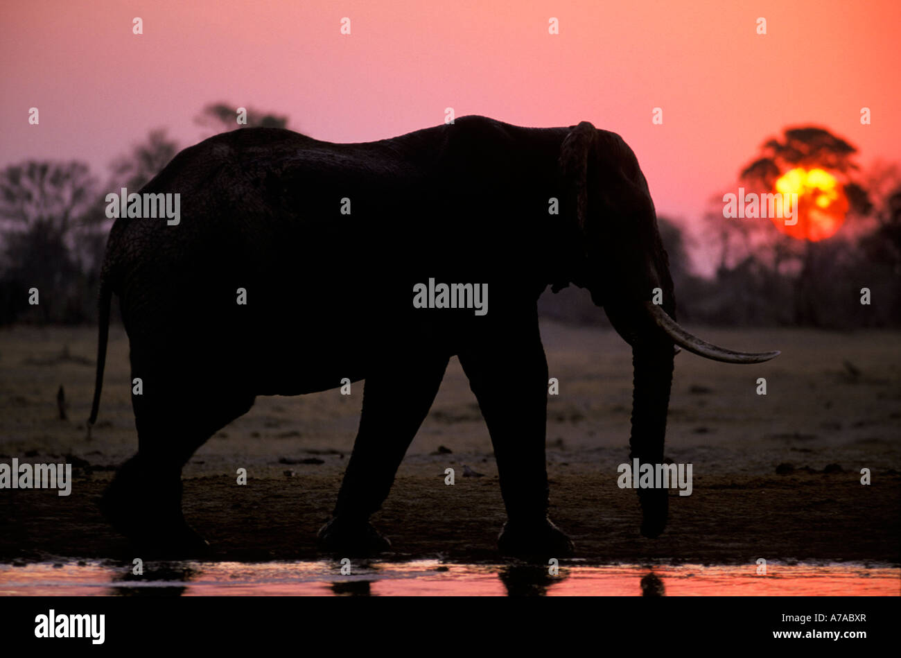 La silhouette d'éléphant au bord de l'eau ciel rose au coucher du soleil reflétée dans l'eau Londolozi Sabi Sand Game Reserve Banque D'Images
