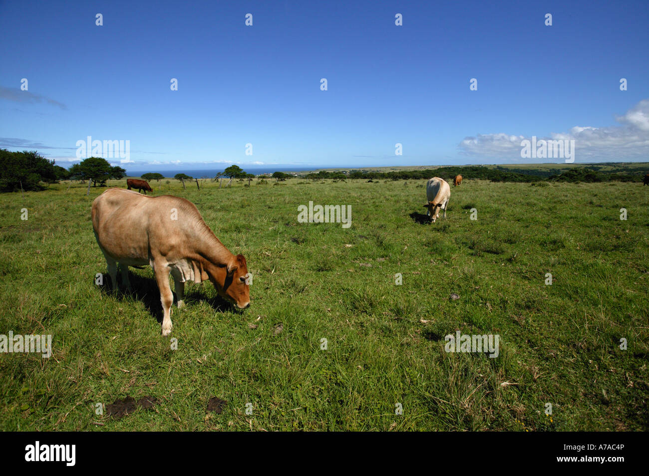 Le pâturage du bétail dans un champ ouvert sur l'Azur littoral Morgan Bay Eastern Cape Afrique du Sud Banque D'Images