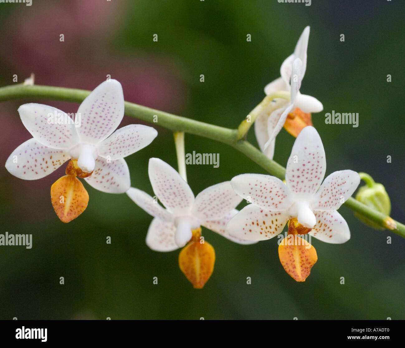 Phalaenopsis mini mark Banque de photographies et d'images à haute  résolution - Alamy