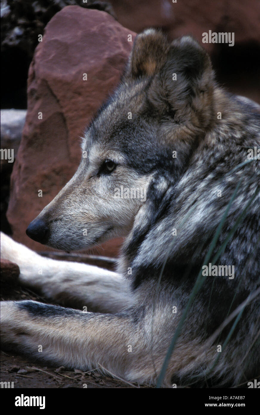 Mexican loup gris Canis lupus baileyi trouvés dans le sud des États-Unis et au Mexique Banque D'Images