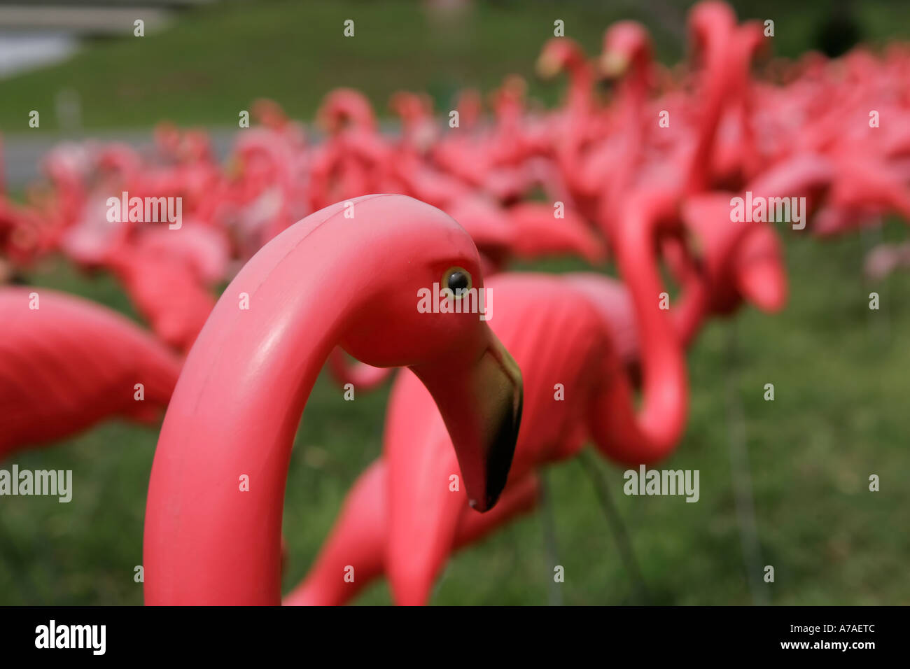 Les flamants roses en plastique Banque D'Images