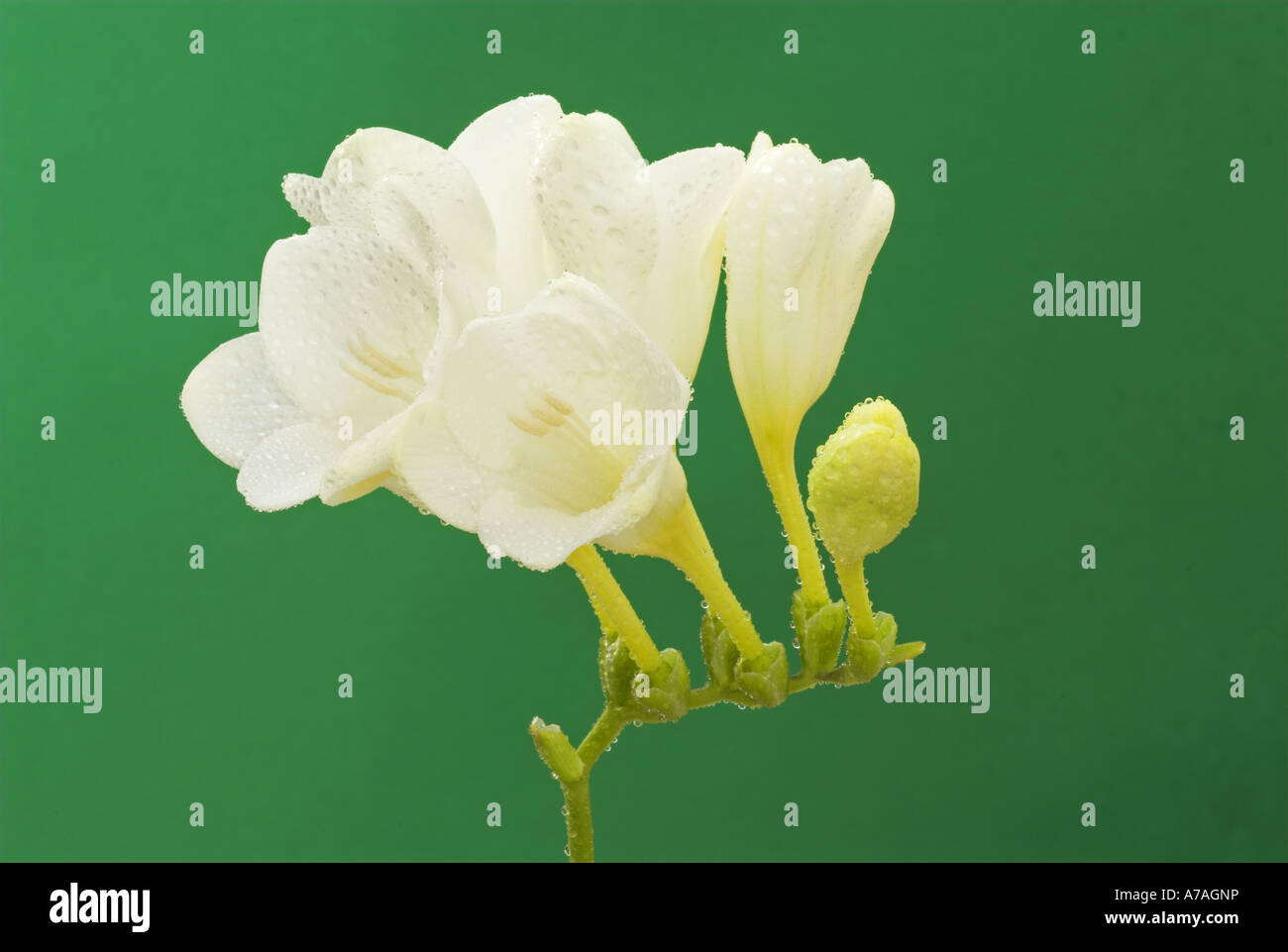 Étude de freesia fleur avec gouttelettes d'UK peut Banque D'Images