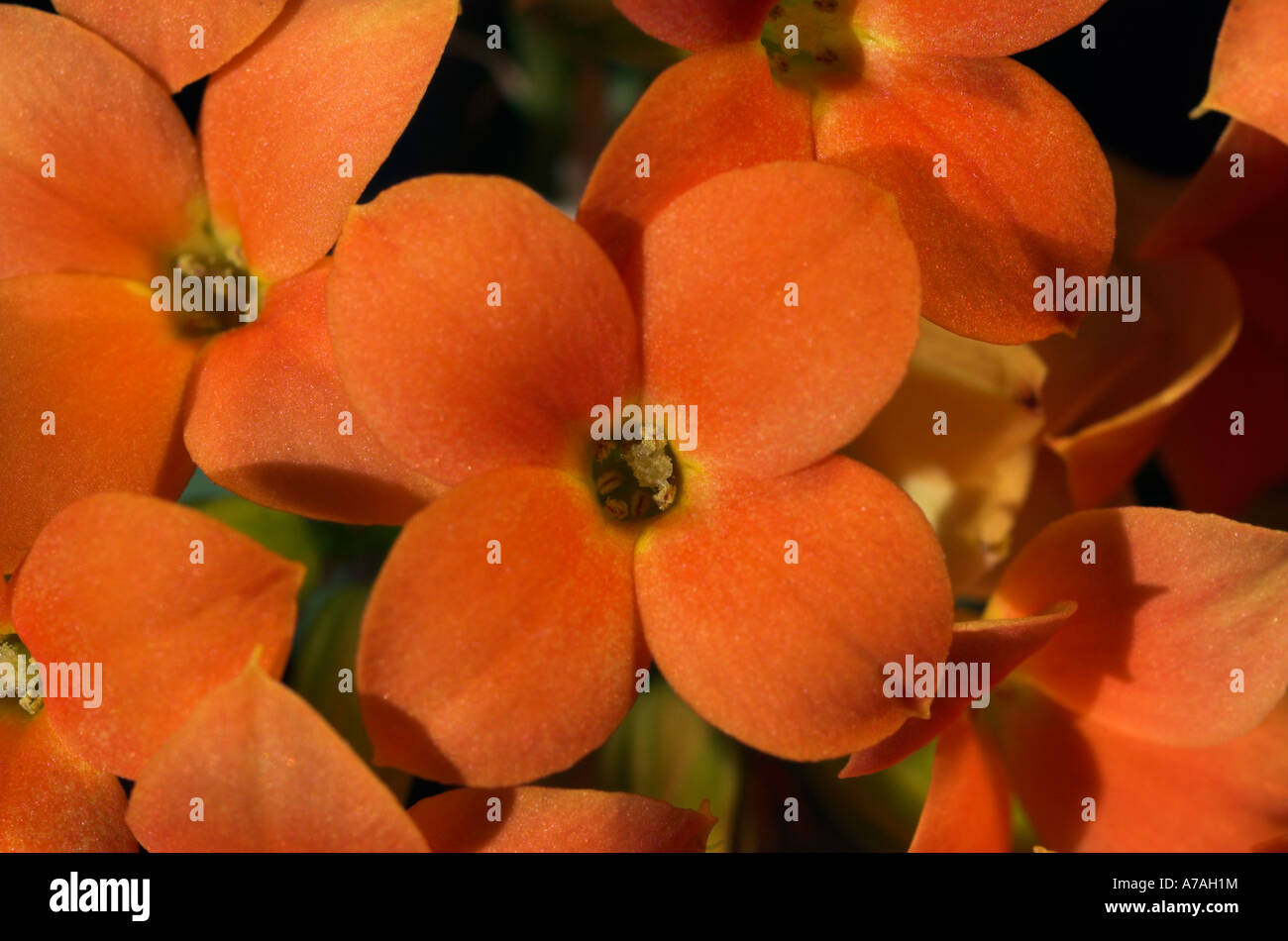Fleurs orange vif Banque D'Images Fleurs orange vif Banque D'Images
