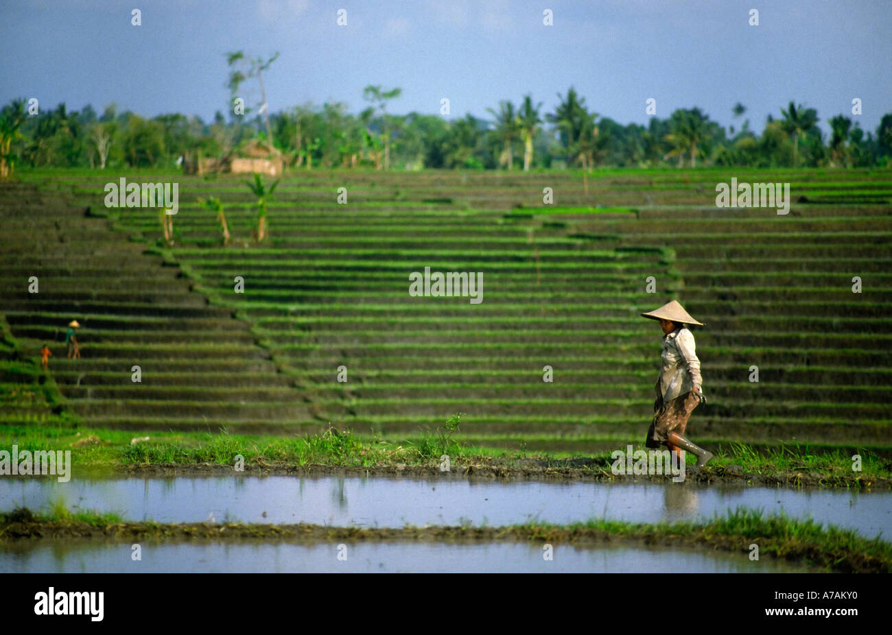 Travail dans les rizières de Bali Banque D'Images