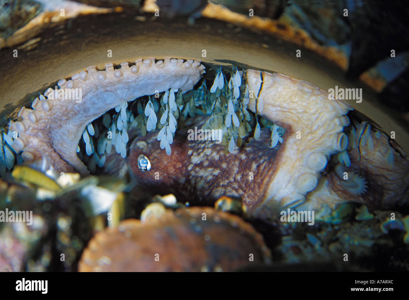 Une femelle ocotpus Eledone cirrhosa, gondolé, avec des oeufs pendant du haut de son repaire, Ecosse, Royaume-Uni. Banque D'Images
