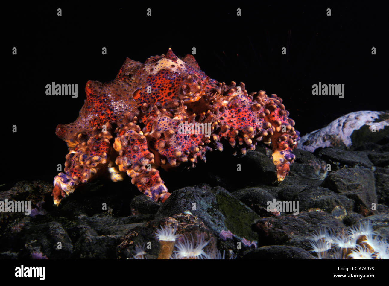 Puget sound king crab, Lopholithodes mandtii, British Columbia, Canada. Banque D'Images
