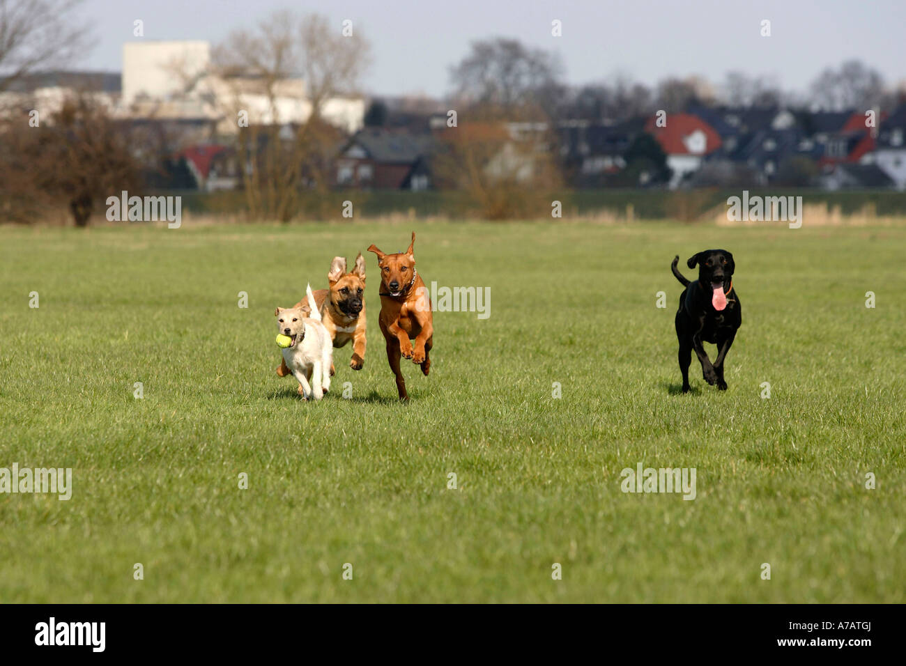 Le Rhodesian Ridgeback Parson Jack Russell Terrier et race mélangée chiens Parson Russell Terrier Banque D'Images
