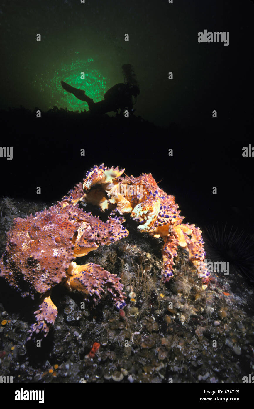 Puget sound king crabes, Lopholithodes mandtii, et plongeur [MR] British Columbia, Canada. Banque D'Images