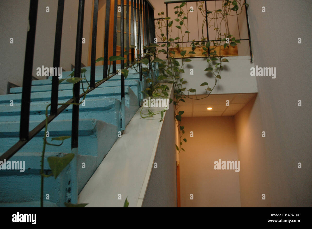 Les plantes en pots sur les escaliers d'une maison publique en Sibérie de l'Ouest Ville de Chelyabinsk Banque D'Images