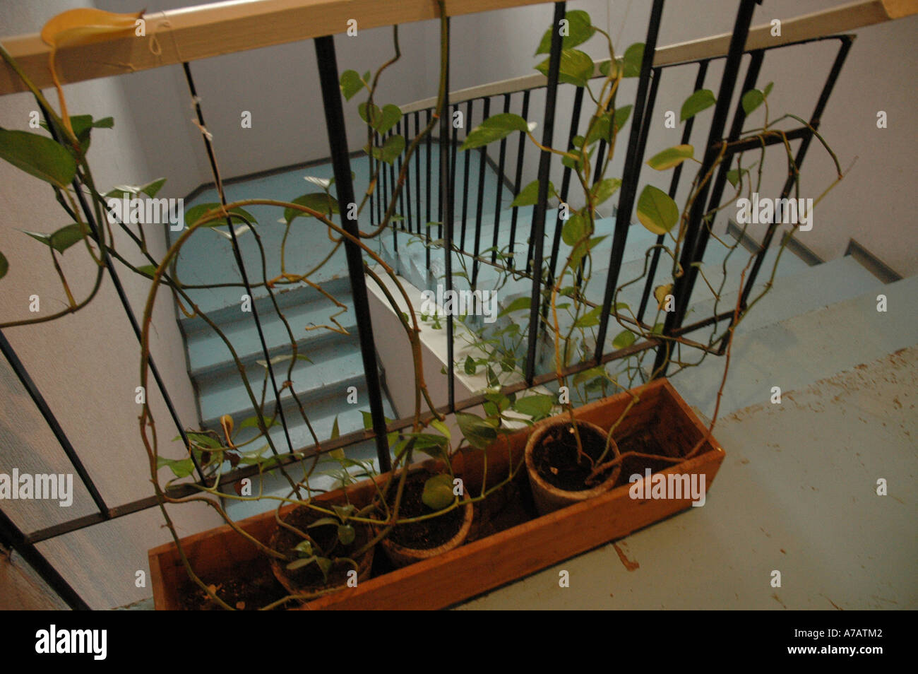 Les plantes en pots sur les escaliers d'une maison publique en Sibérie de l'Ouest Ville de Chelyabinsk Banque D'Images