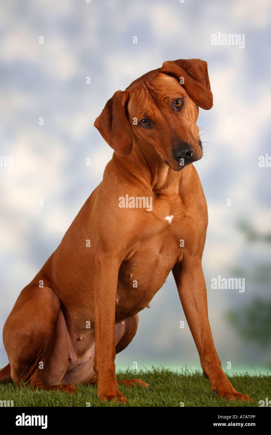 Le Rhodesian Ridgeback Banque D'Images