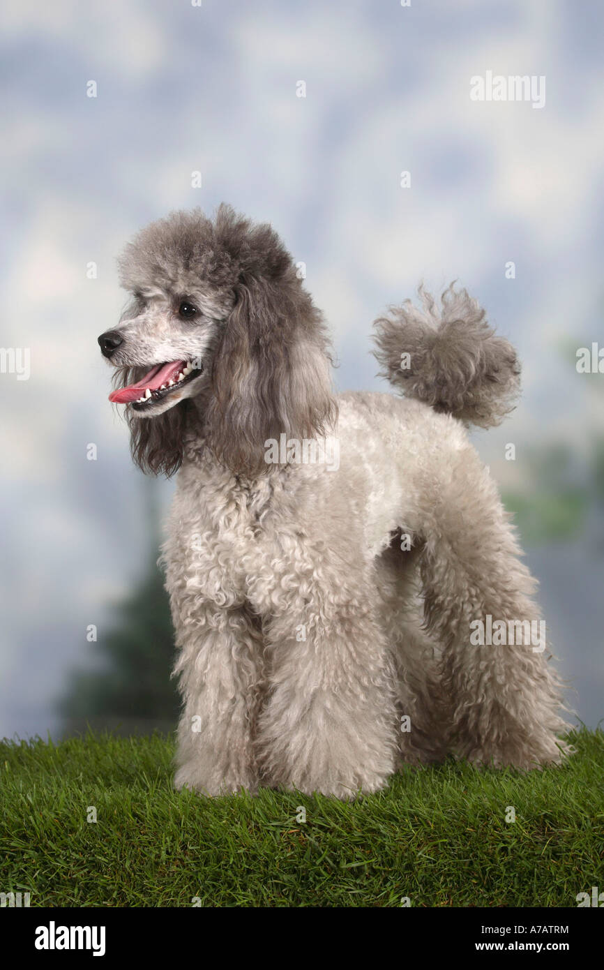 Caniche miniature silver Banque D'Images