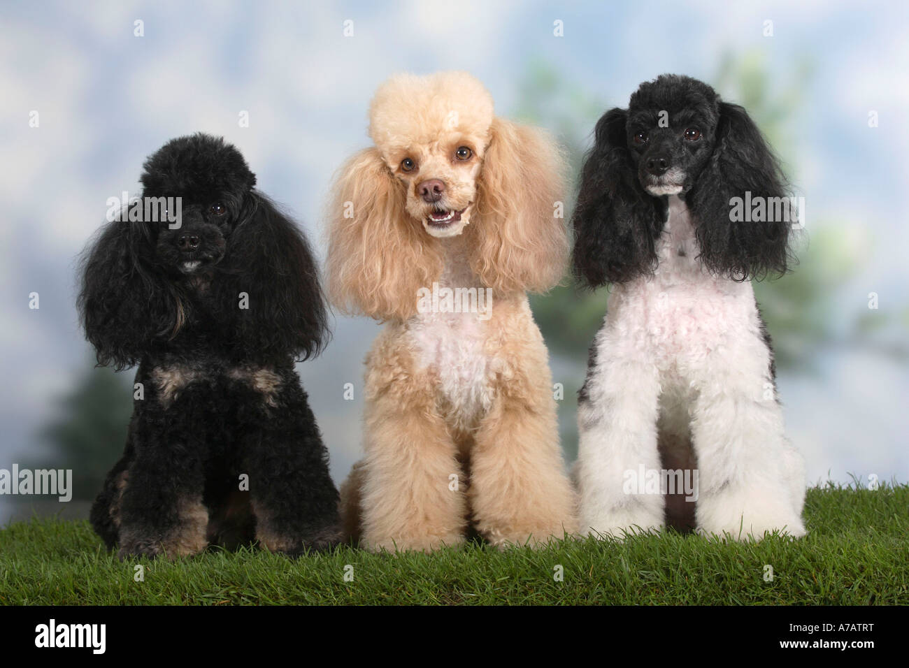 Le caniche miniature noir et feu et arlequin blanc abricot Banque D'Images
