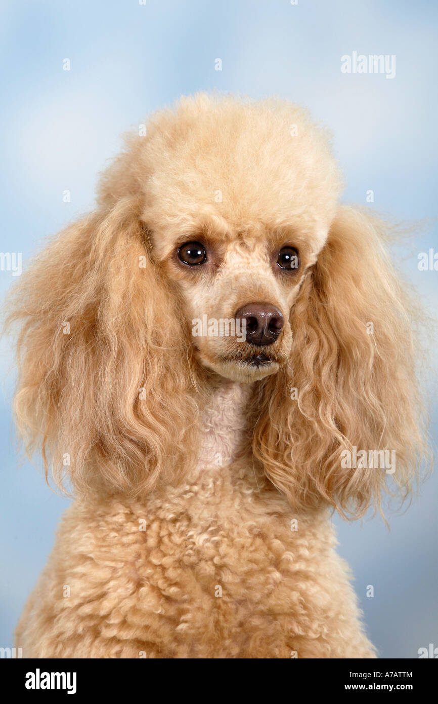 Abricot caniche miniature Banque D'Images