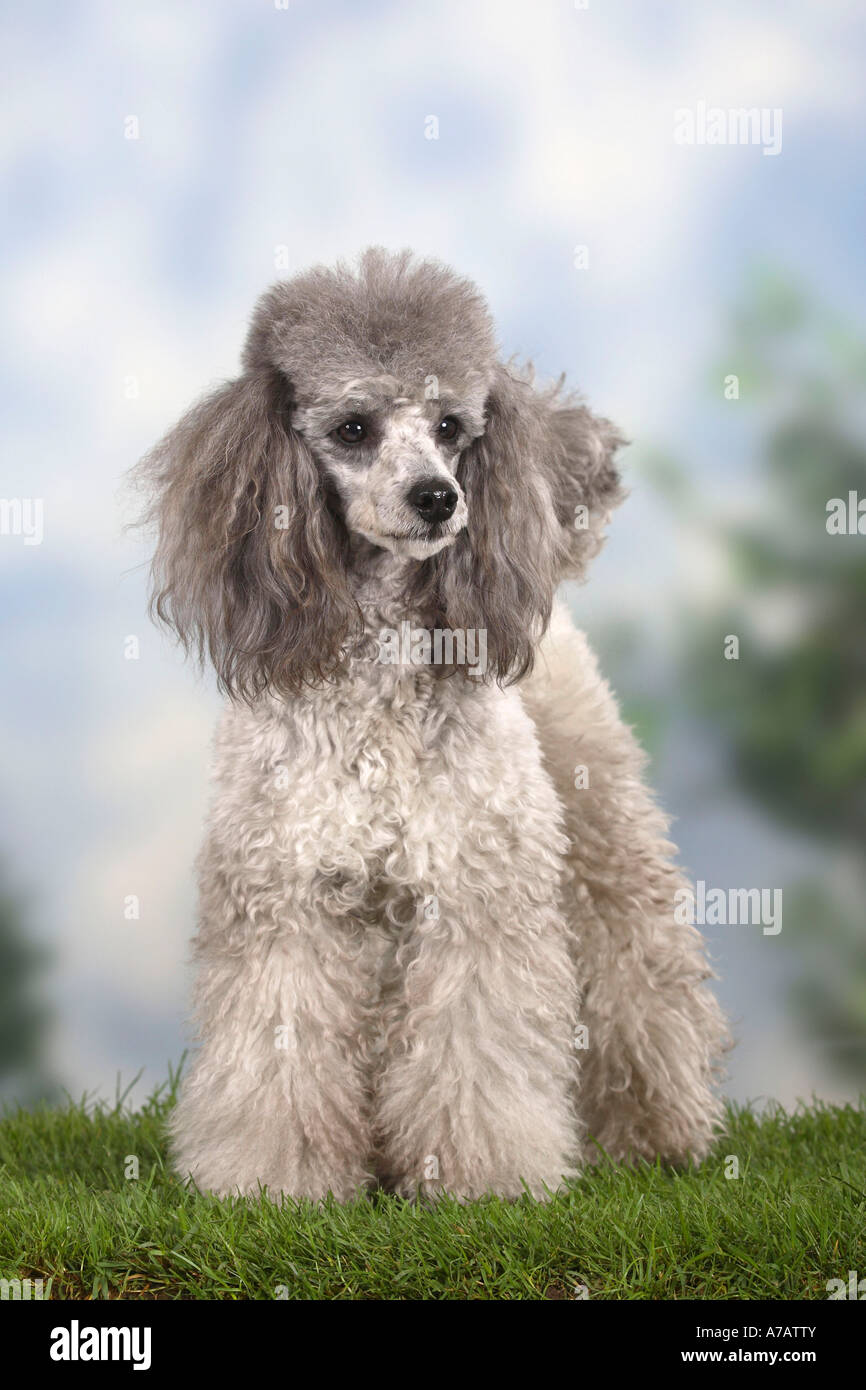 Caniche miniature silver Banque D'Images