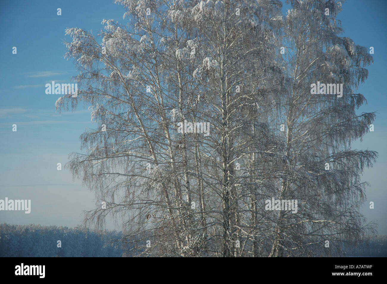 Glacé congelé des arbres près de la Sibérie de l'Ouest Ville de Chelyabinsk dans la Fédération de Russie Banque D'Images