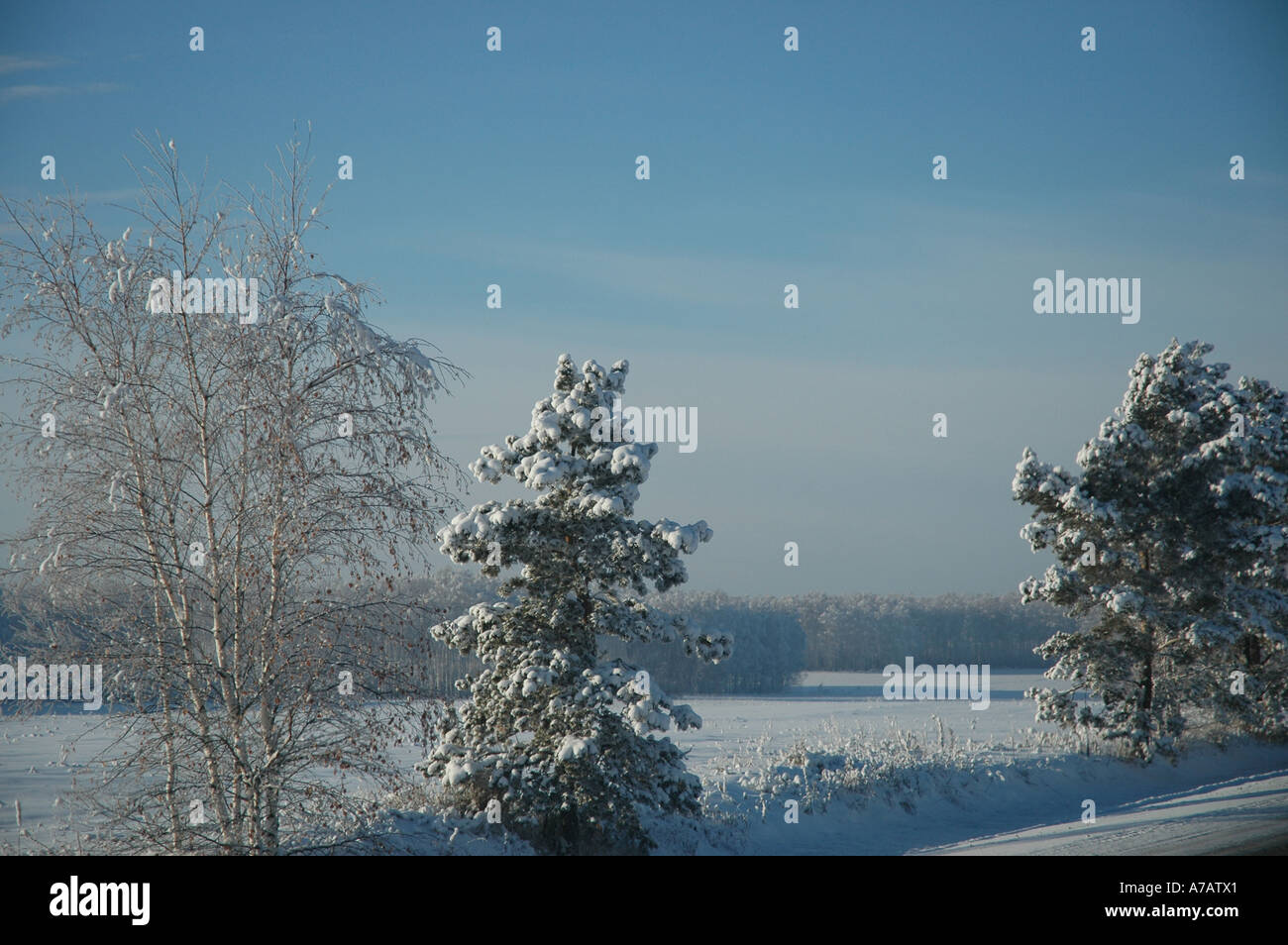 Glacé congelé des arbres près de la Sibérie de l'Ouest Ville de Chelyabinsk dans la Fédération de Russie Banque D'Images