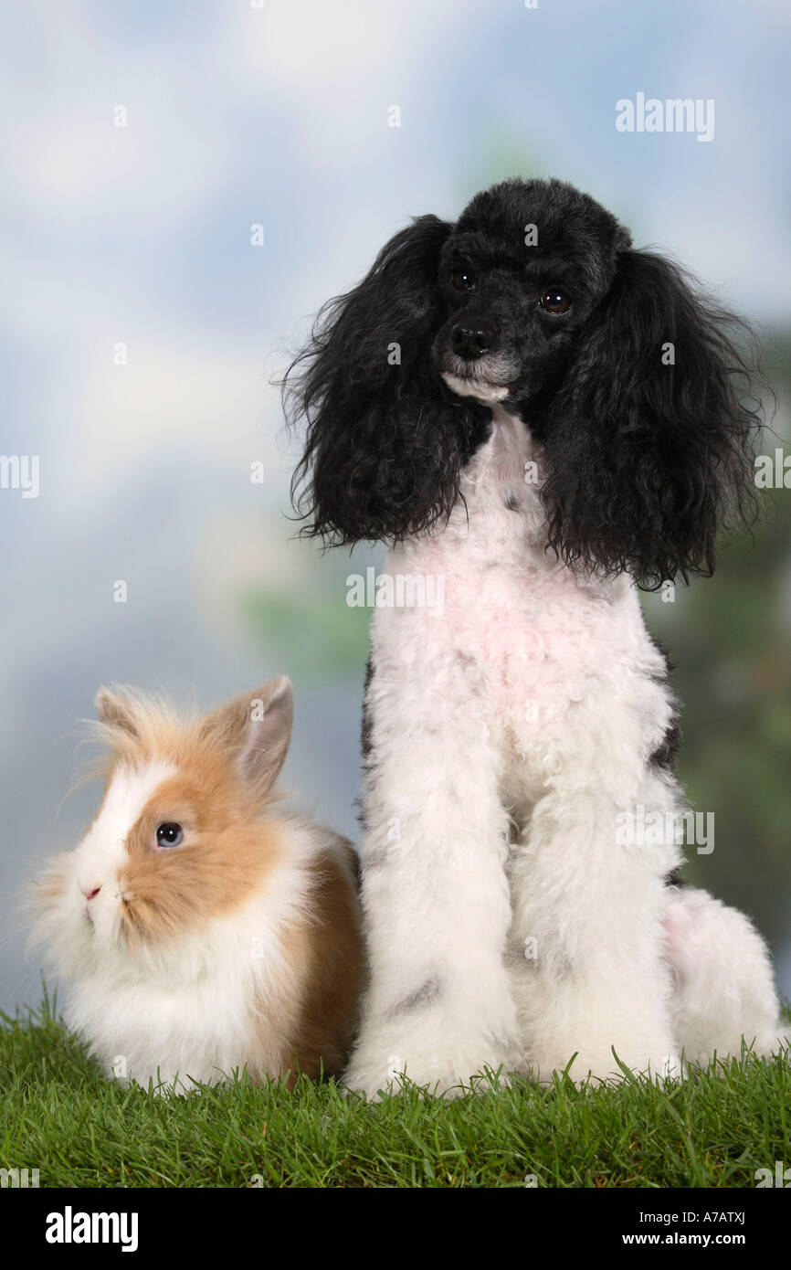 Caniche miniature et d'une crinière de lion arlequin lapin nain Banque D'Images