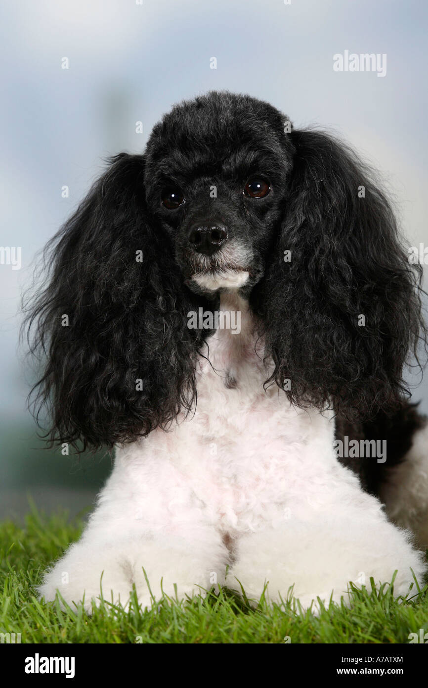 Harlequin caniche miniature Banque D'Images