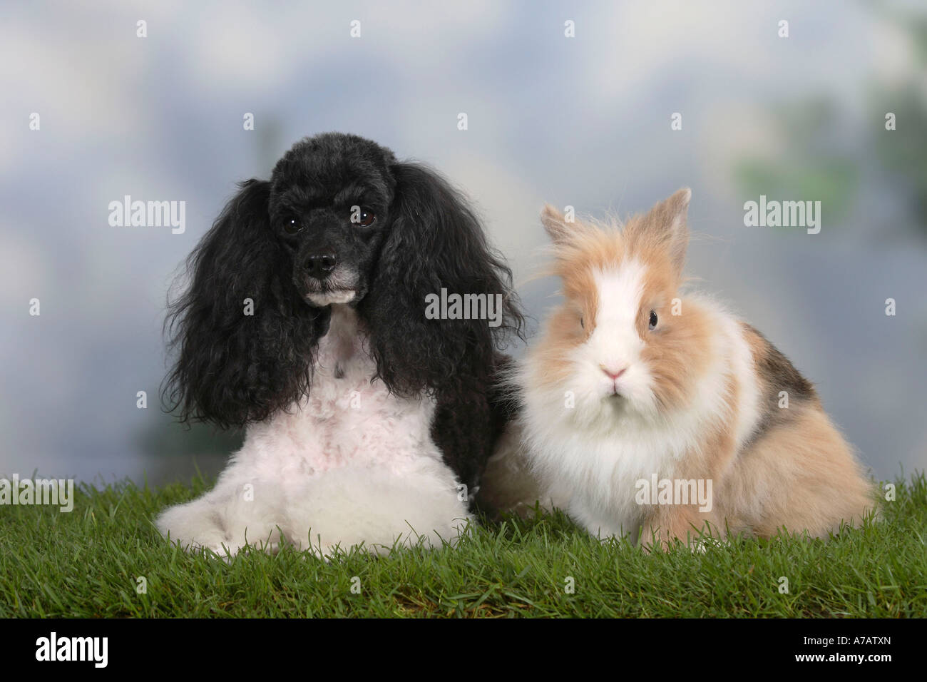 Caniche miniature et d'une crinière de lion arlequin lapin nain Banque D'Images