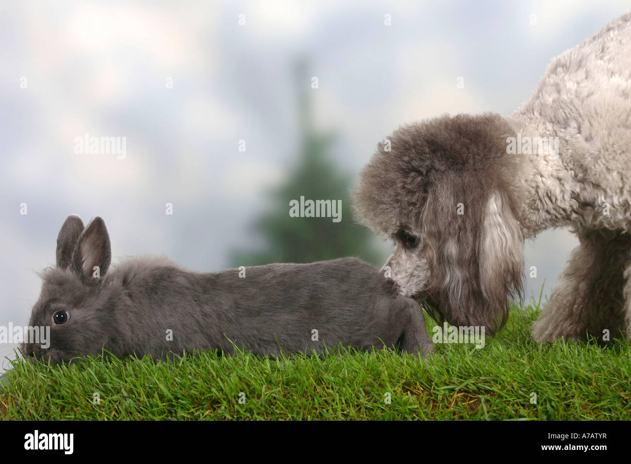 Caniche miniature lapin nain d'argent et bleu Banque D'Images