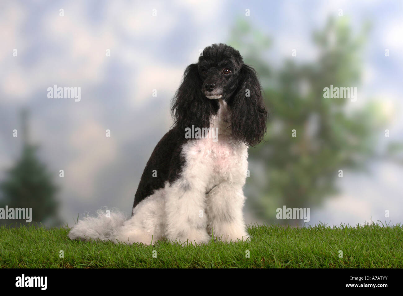 Harlequin caniche miniature Banque D'Images