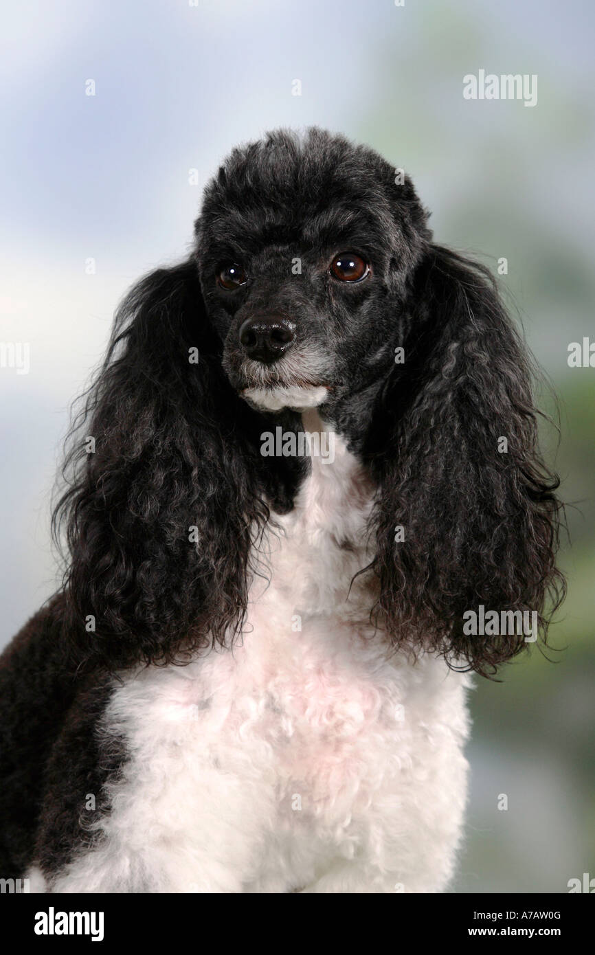 Harlequin caniche miniature Banque D'Images