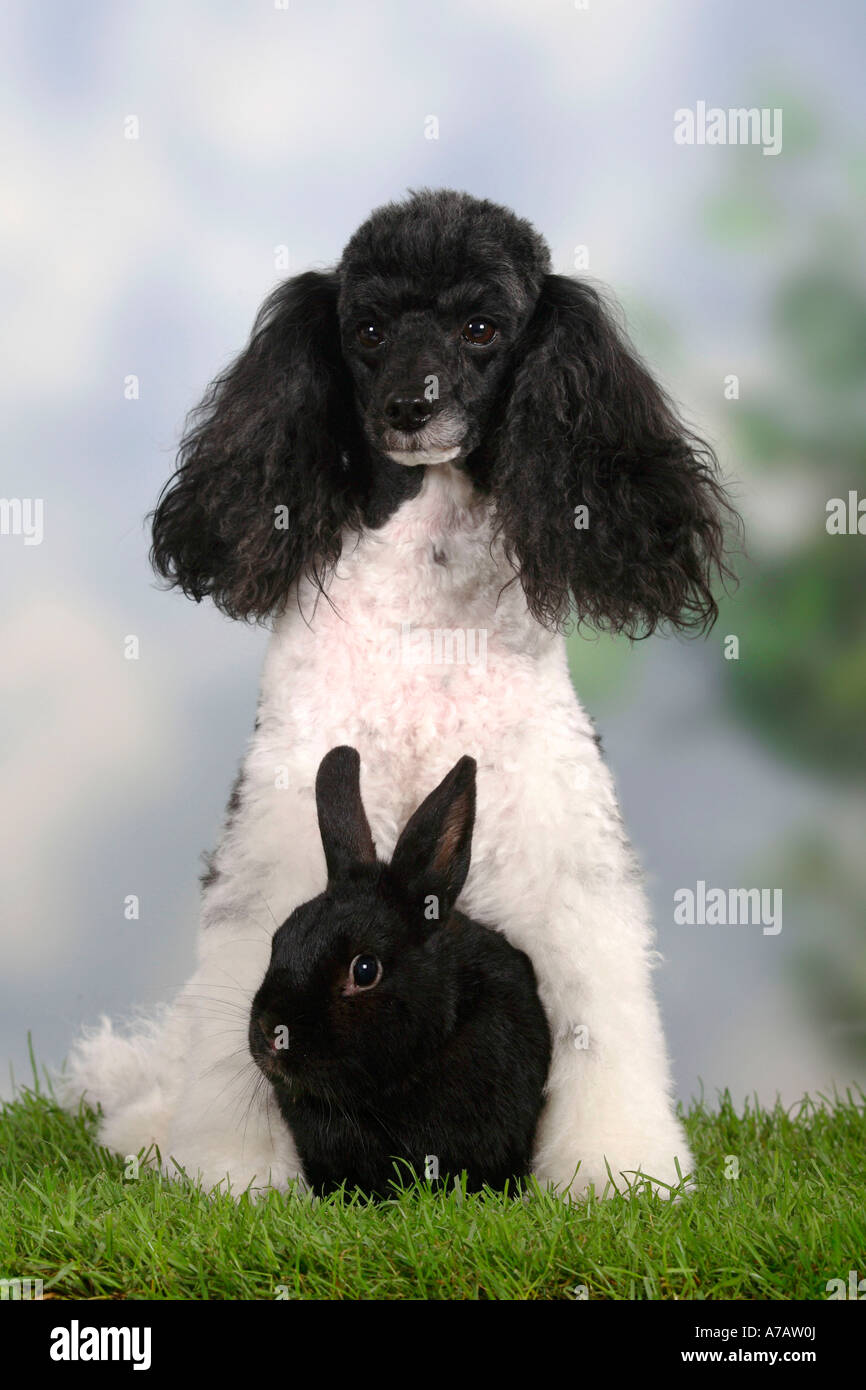 Caniche miniature lapin nain noir et arlequin Banque D'Images