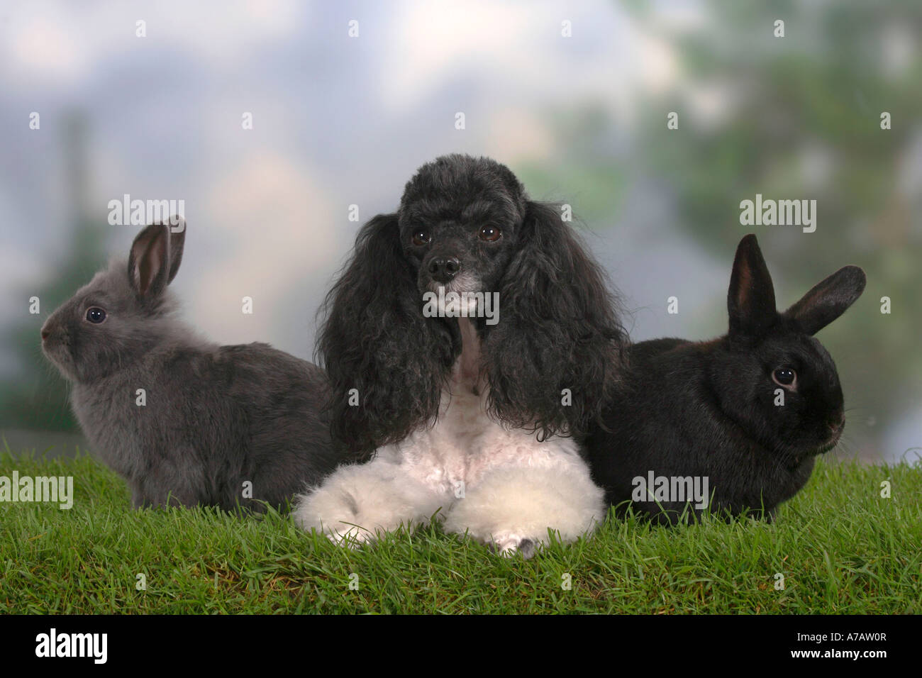 Caniche miniature lapins nains et arlequin Banque D'Images