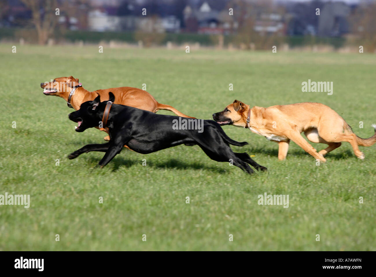 Le Rhodesian Ridgeback et les chiens de race mixte Banque D'Images