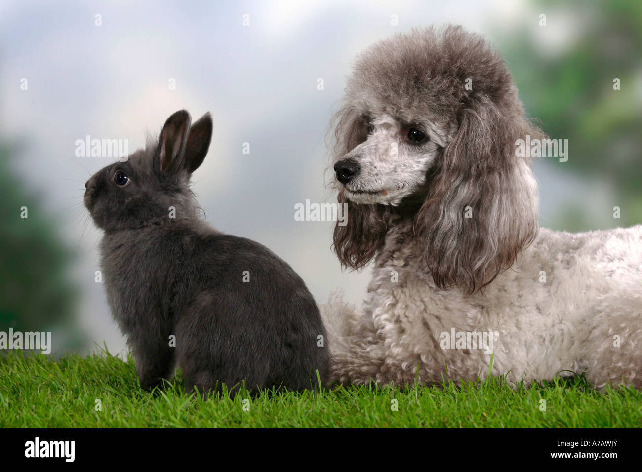 Caniche miniature lapin nain d'argent et bleu Banque D'Images