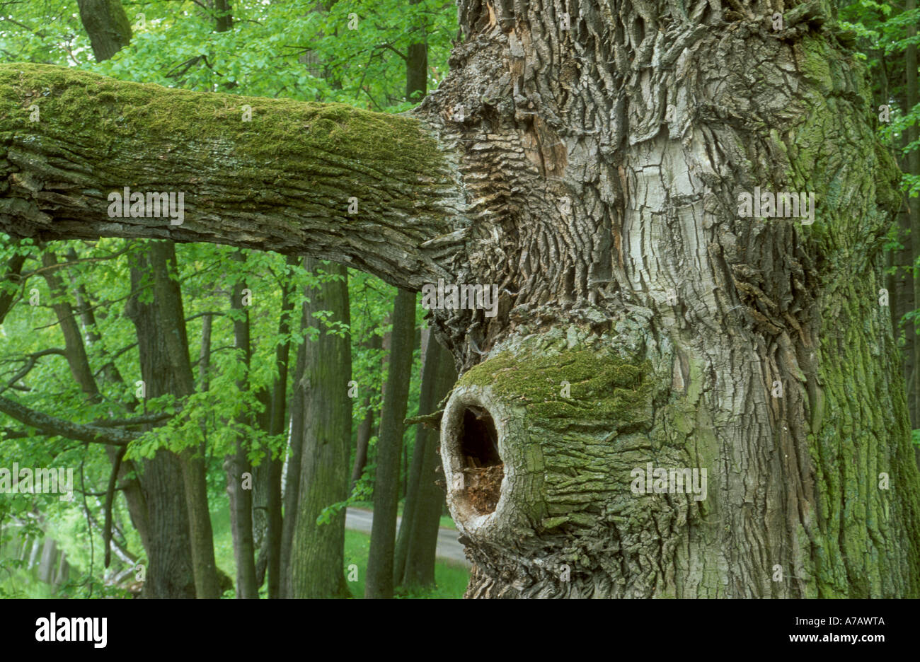 Vieux chêne au tronc lac artificiel au système Trabon South Bohemia République Tchèque Banque D'Images