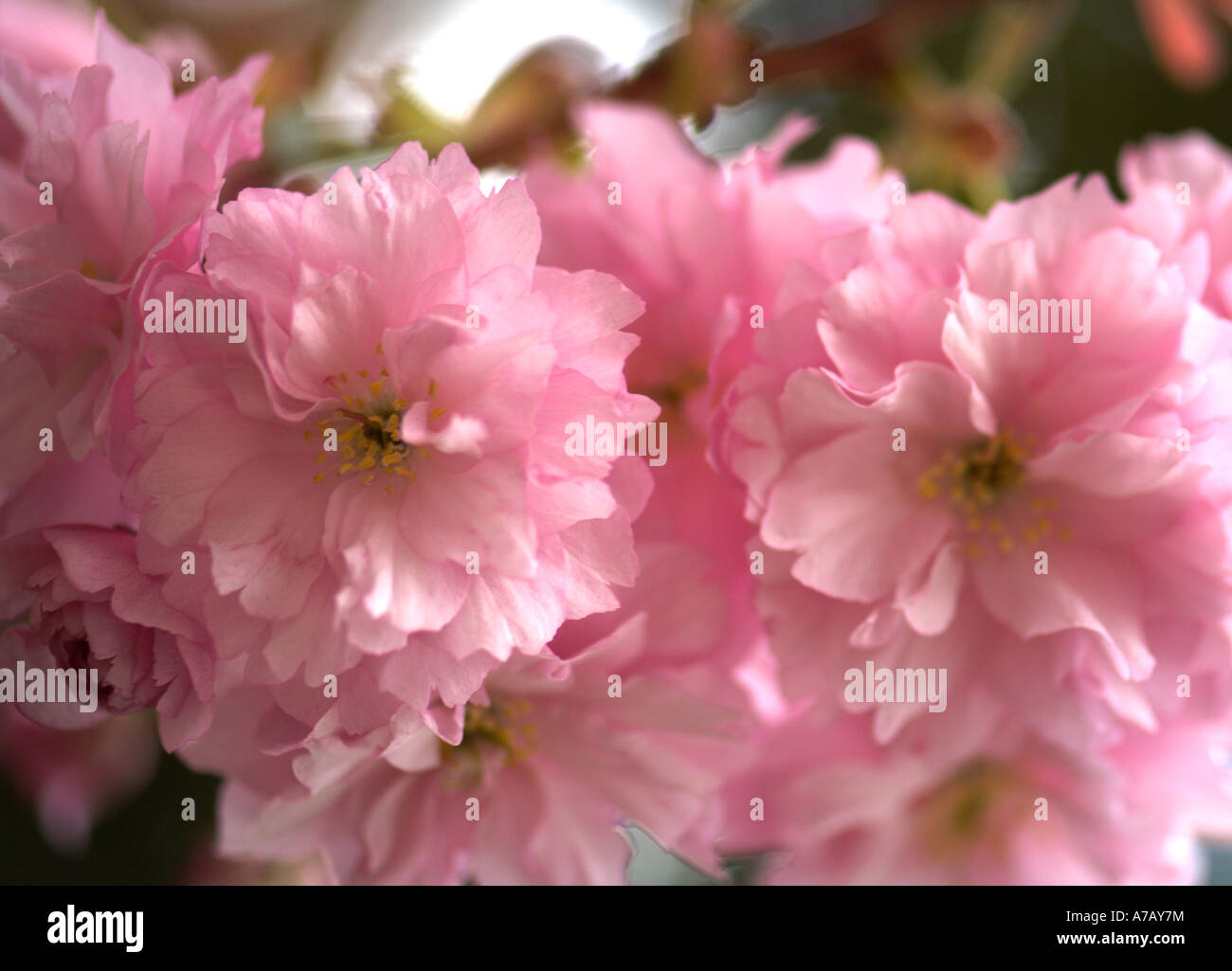 Cherry Blossom Kanzan Banque D'Images