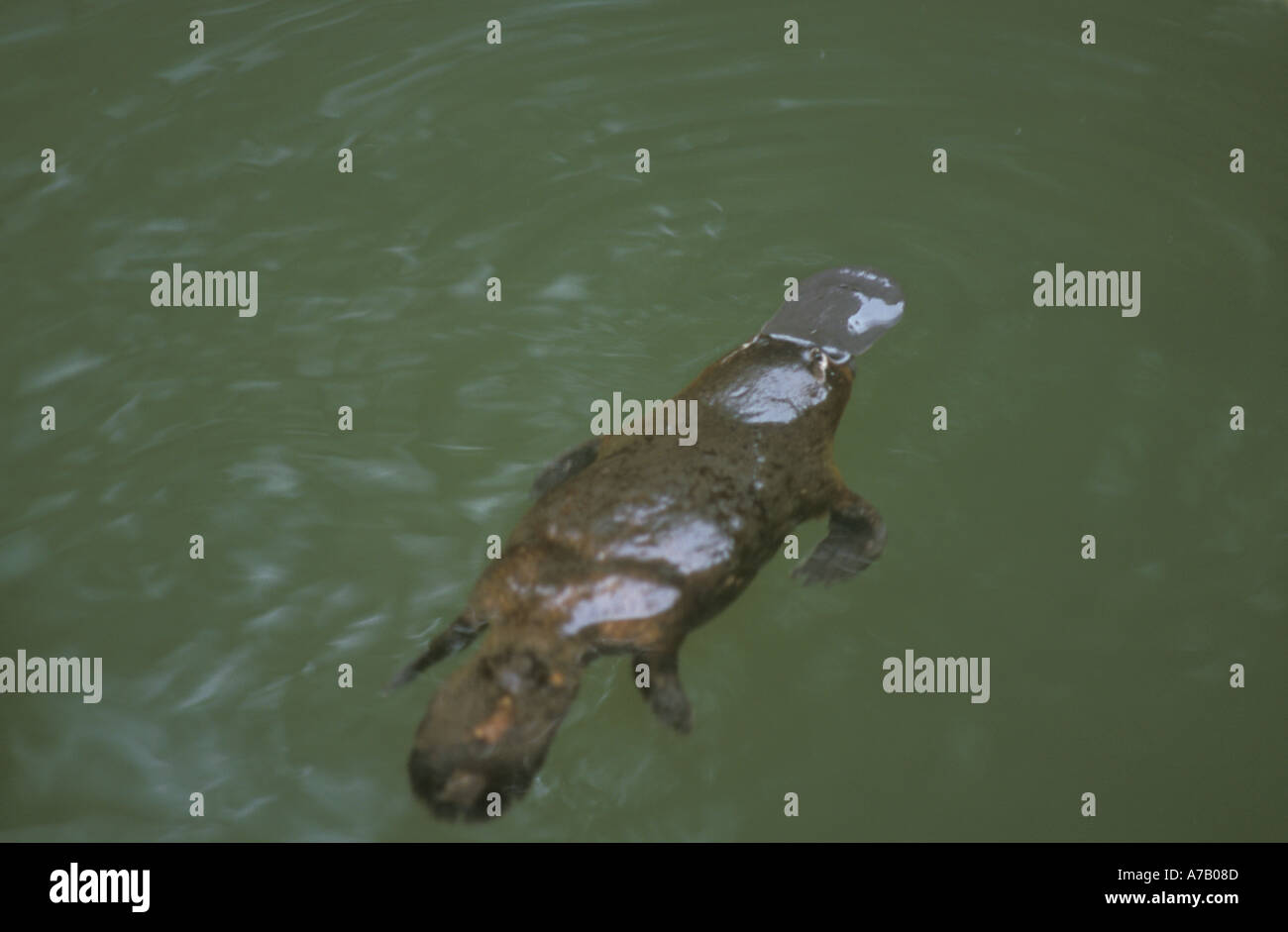 Baignade dans la rivière du Queensland Platypus Banque D'Images