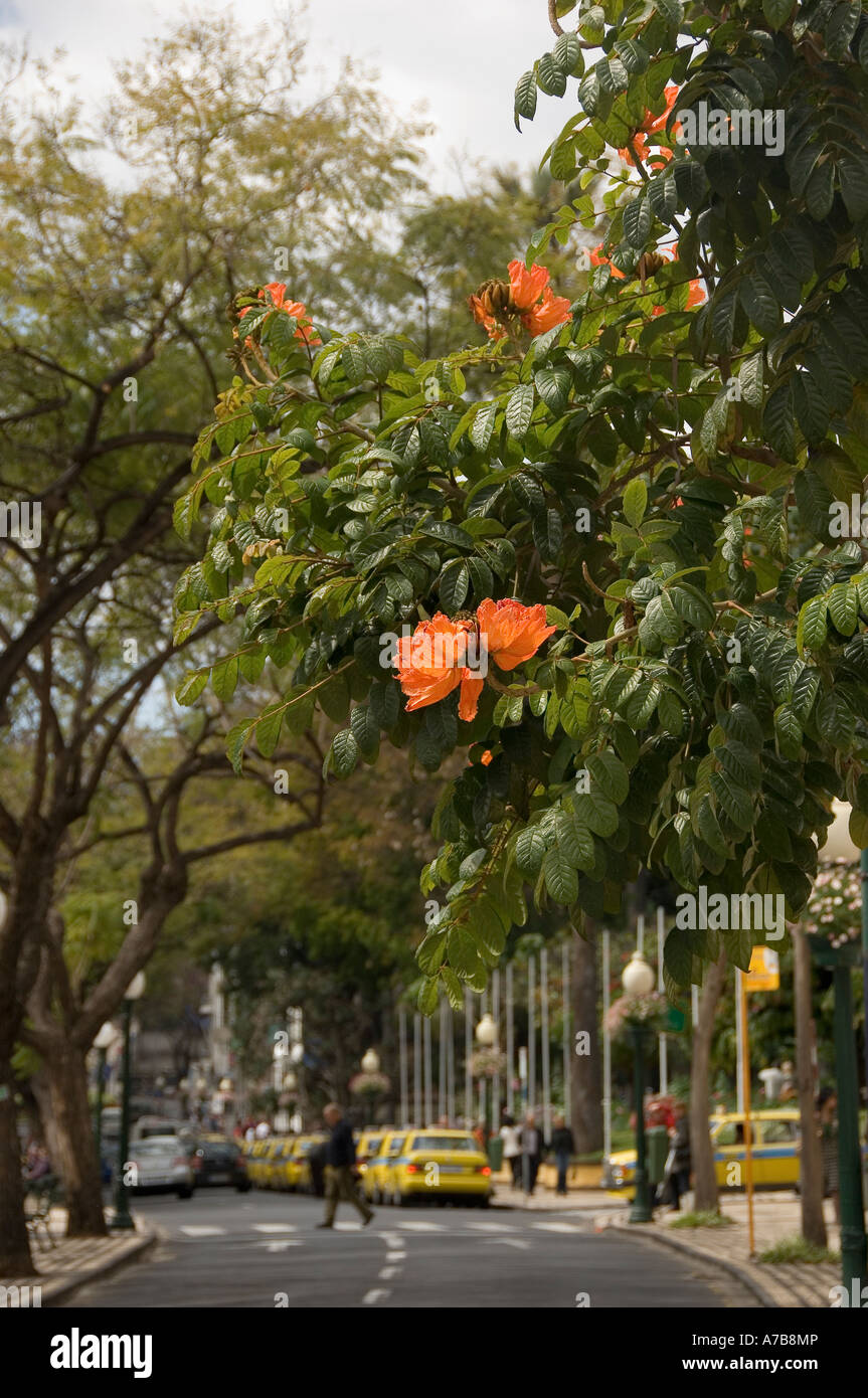 Fleurs orange de l'arbre de flammes Spathodea campanulata Funchal Madère Portugal UE Europe Banque D'Images
