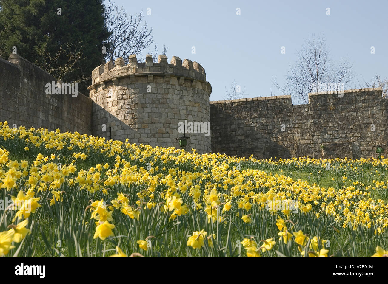 Les jonquilles sur les murs de la ville au printemps York North Yorkshire England UK Royaume-Uni GB Grande Bretagne Banque D'Images