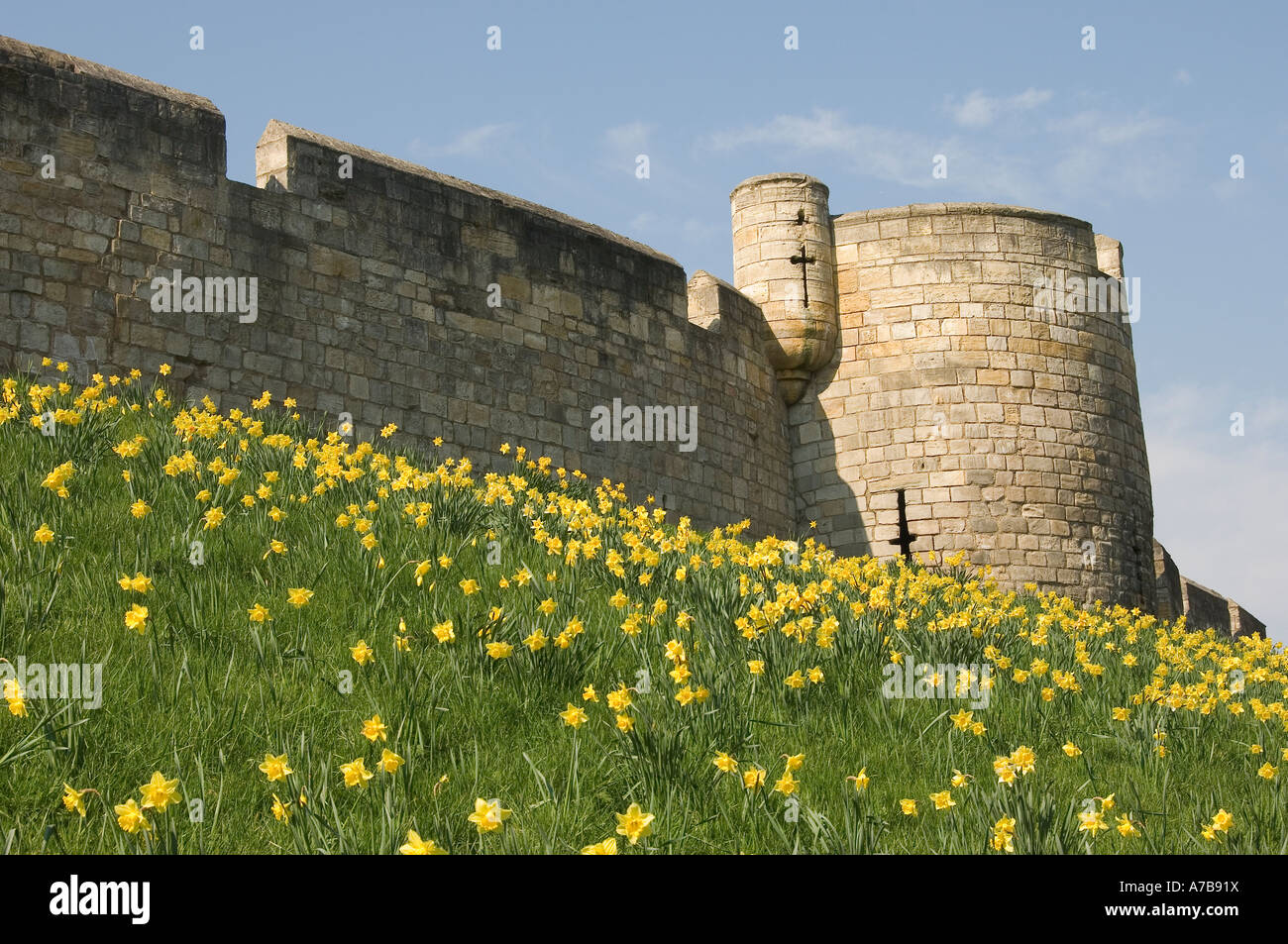 Les jonquilles sur les murs de la ville au printemps York North Yorkshire England UK Royaume-Uni GB Grande Bretagne Banque D'Images