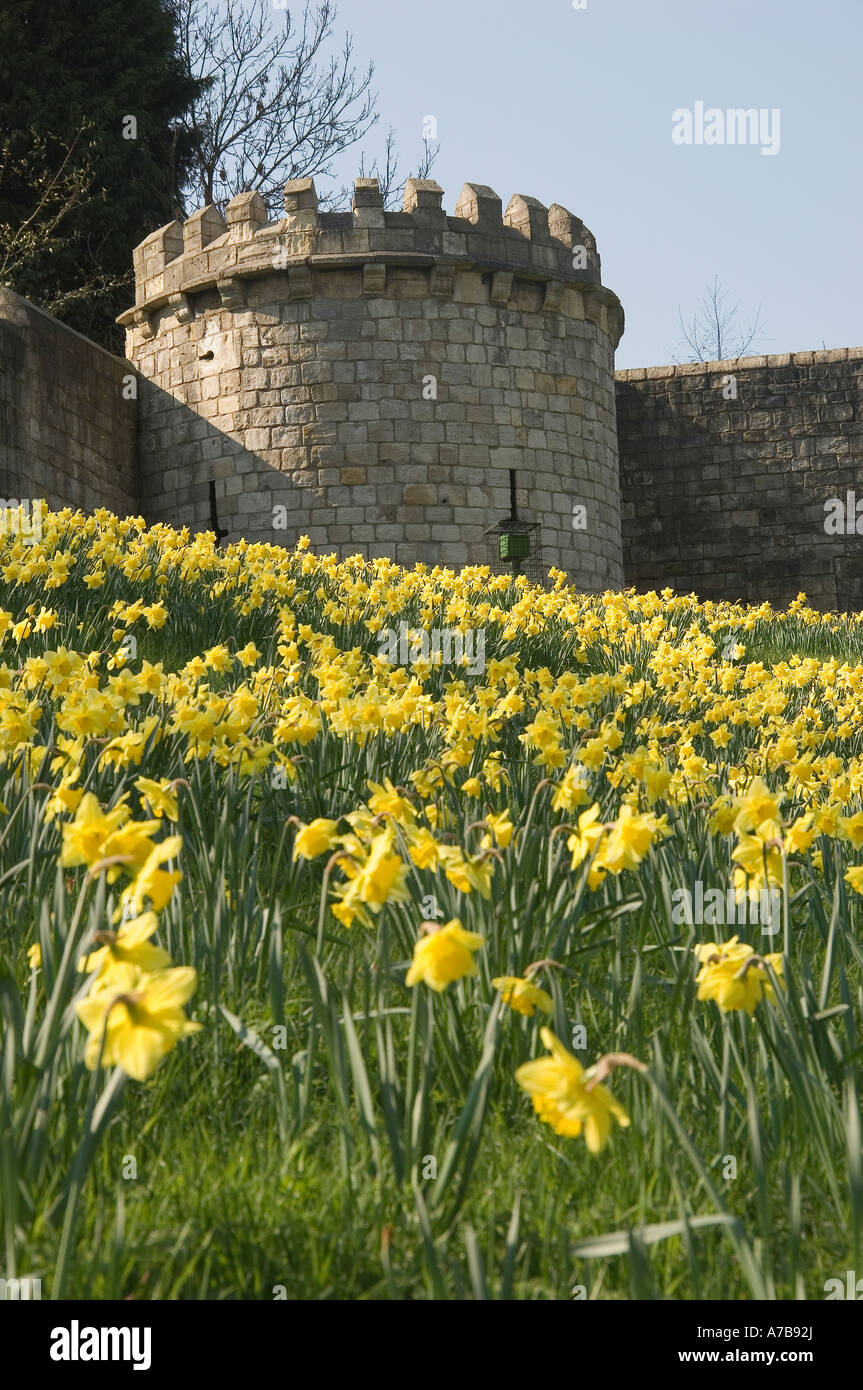 Les jonquilles sur les murs de la ville au printemps York North Yorkshire England UK Royaume-Uni GB Grande Bretagne Banque D'Images