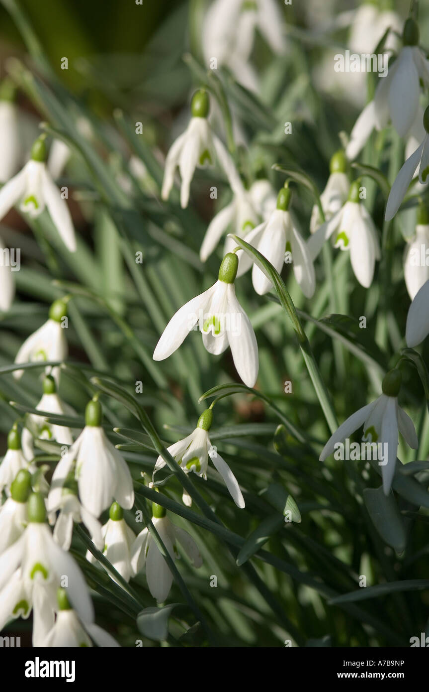 Gros plan des gouttes de neige goutte de neige fleurs blanches galanthus nivalis fleurs du printemps en croissance dans le jardin Angleterre UK United Ki Banque D'Images