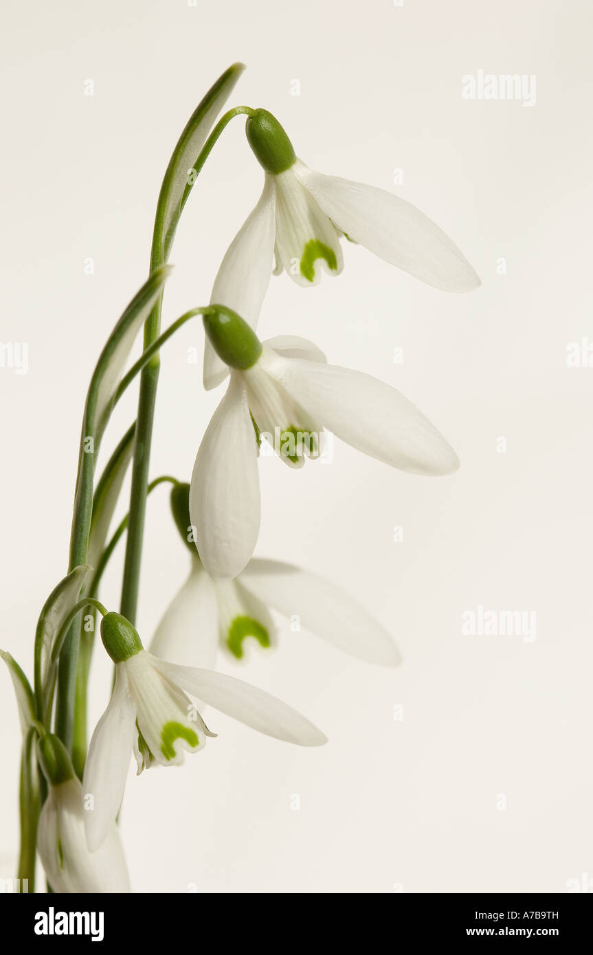Gros plan des gouttes de neige fleurs blanches galanthus nivalis sur fond blanc Banque D'Images