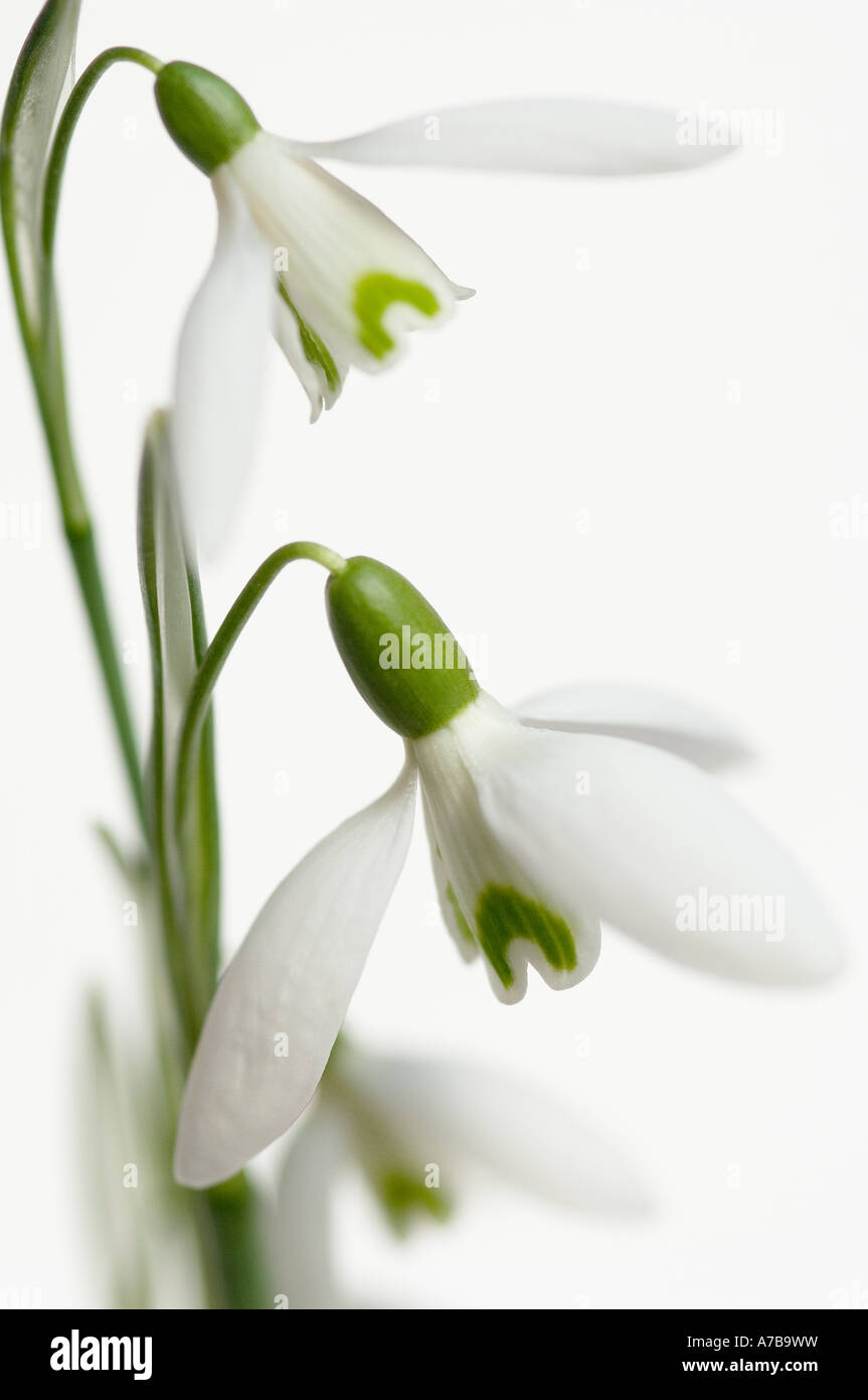 Gros plan des gouttes de neige fleurs blanches galanthus nivalis sur fond blanc Banque D'Images