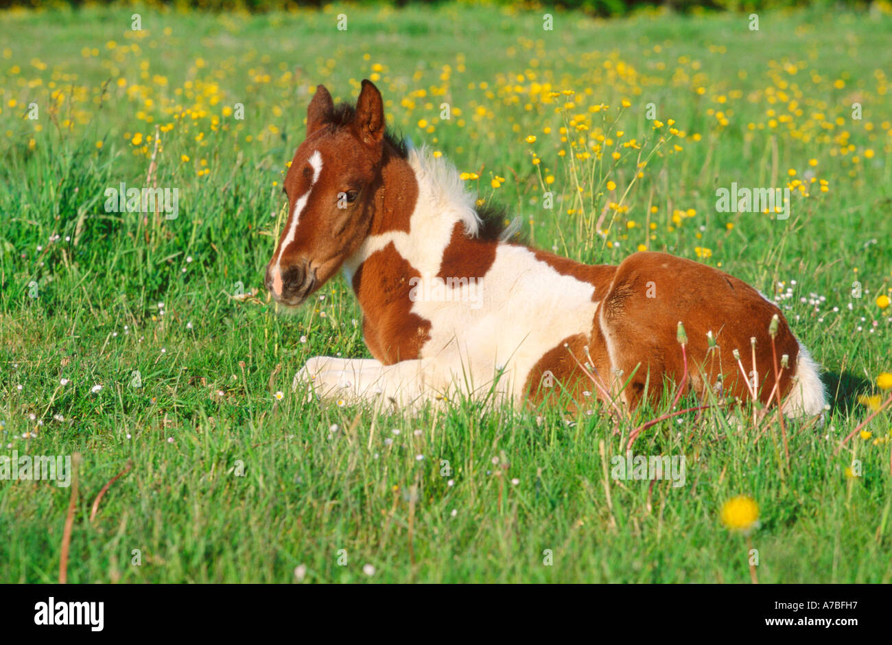 Cheval domestique Banque D'Images