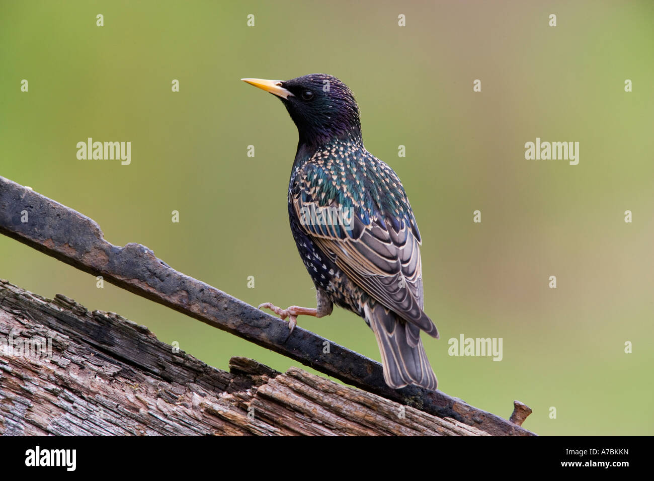 Starling Sturnus vulgaris perché sur ancienne porte à Nice avec alerte hors focus contexte bedfordshire potton Banque D'Images